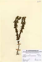 藏品(長柄千層塔)的圖片